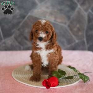 Wanda, Miniature Poodle Puppy